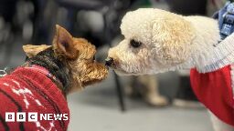 Dogs ring in Christmas at Swansea canine carol service