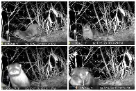 A river otter took a selfie in Ridley Creek, ending a 100-year absence for ‘the most elusive aquatic animal in Pa.’