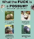 opossum information
