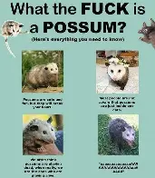 opossum information