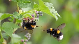 Tierisch schlau: Hummeln lernen voneinander