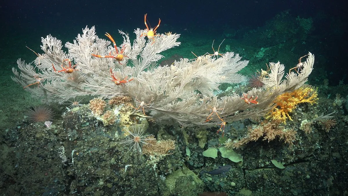 Pristine coral reefs discovered near Galápagos Islands are thousands of years old and teeming with life