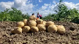 How Crop Science Is Transforming the Humble Potato