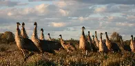 Nutrition in Australian animals