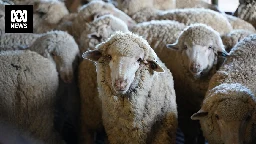Laws to ban live sheep exports by 2028 pass parliament following lengthy debate