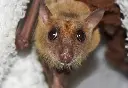 Meet our new community mascot, Baxter. This poor guy lived in a small cage alone for 12 years (bats are not solitary animals and should not be confined to bird cages). Now, his life rocks!