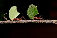 Ants learned to farm fungi during a mass extinction