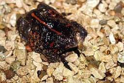 Mexican burrowing toad - Wikipedia