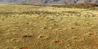 Namibian fairy circle debate rages on: Sand termites or Turing mechanism?