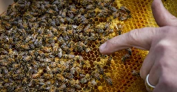 Rolnik otruł ponad 7,5 mln pszczół. Jest wyrok sądu