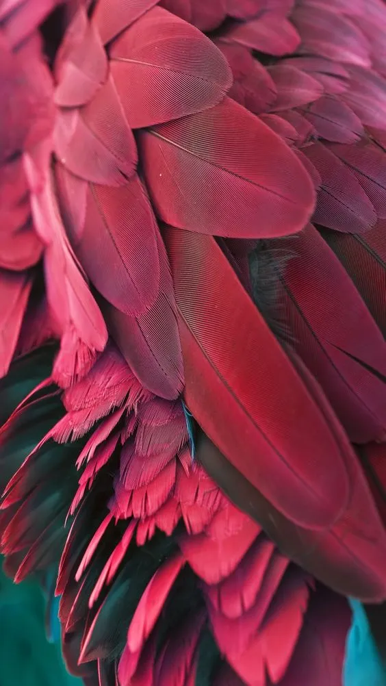 closeup on rich, dense reds and deep pinks of flamingo feathers