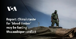 Report: China’s taste for ’blood timber’ may be fueling Mozambique conflict