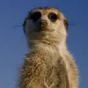 innermeerkat