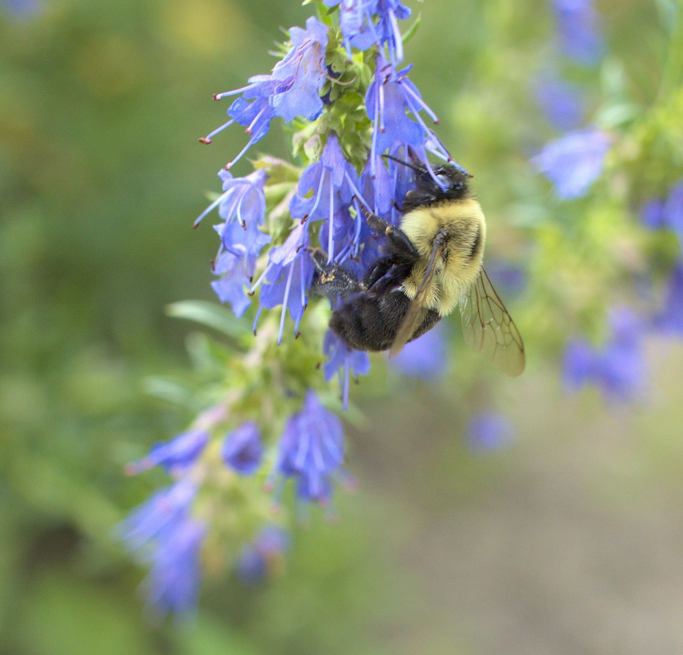 Gathering that nectar