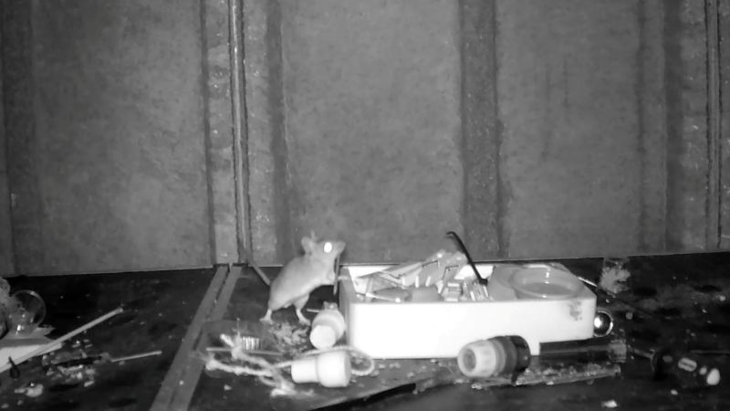 House-proud mouse discovered tidying British man’s shed every night | CNN