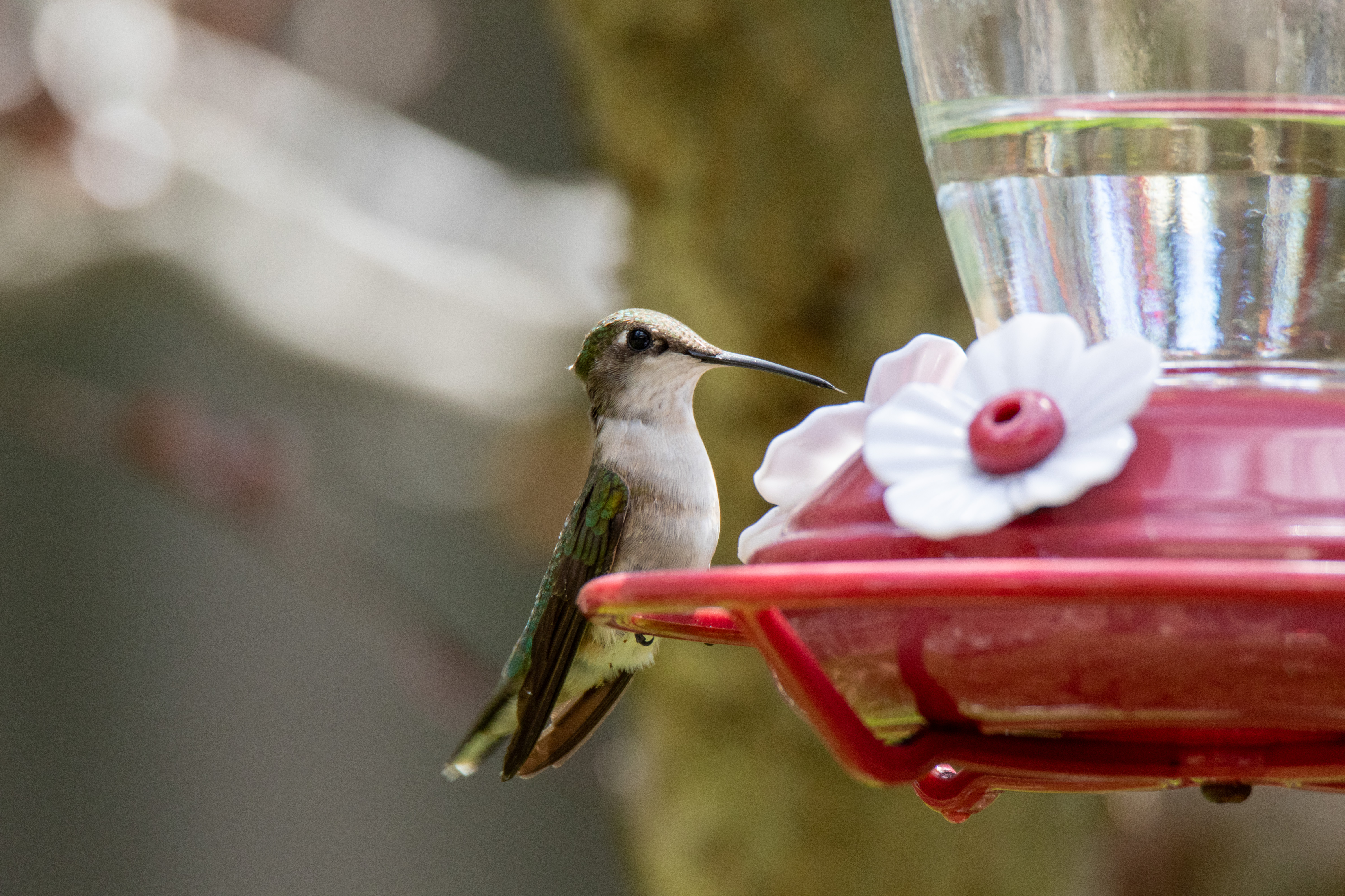 Hummingbird In Between Sips