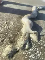 Beachgoers find strange creature that washed ashore Bolivar Peninsula (TX)