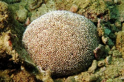 Toxopneustes pileolus - Wikipedia
