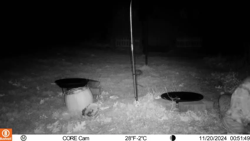 Backyard Mouse 2024-11-20-1080