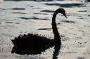 [OC] A black swan