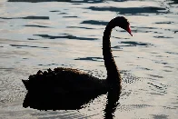 [OC] A black swan