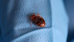 South Korea fights off unprecedented bedbug infestation