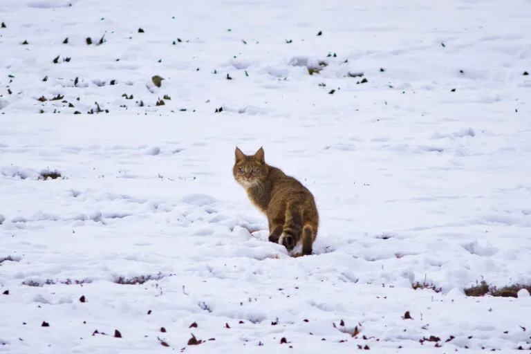 Easy to catch, yet little known: Meet the Chinese mountain cat