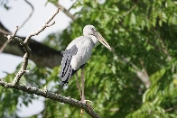 Asian Open-billed Stork