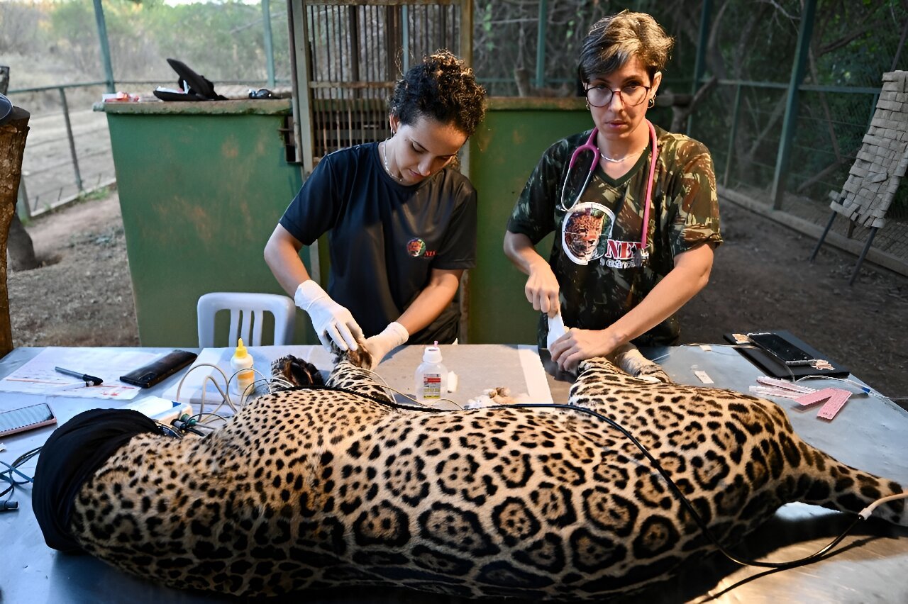 Brazil vets heal burns of jaguar burned in Pantanal fire