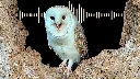 Barn Owl Sounds & What Each Call Means