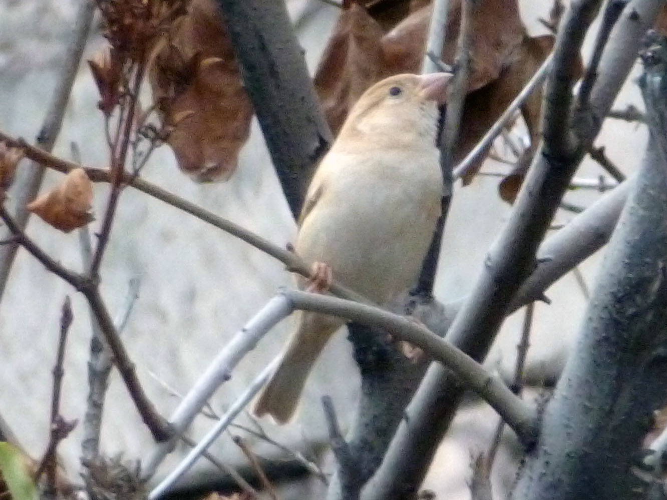 Shiny sparrow?