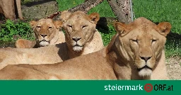 Tod der Herberstein-Löwen wurde untersucht