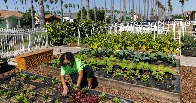 Growing Food Instead of Lawns in California Front Yards | Front yards transformed to tiny crop farms in Los Angeles provide vegetables to dozens of families and use a fraction of water needed by grass