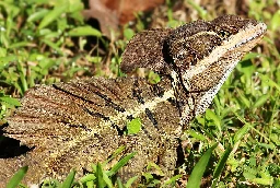 Basiliscus (lizard) - Wikipedia