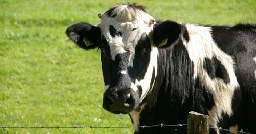 Cow Magnets | Stanford Magnets