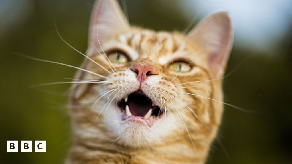 Cats have nearly 300 distinct facial expressions, study says