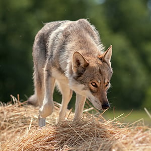 Saarloos wolfhound looking very wolf-like walking on hay with head down but eyes up like it's hunting