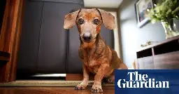 Judges to rule on whether tenants in England have right to keep a pet