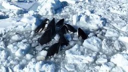 Killer whale pod trapped by sea ice in Japan has seemingly escaped, local official says