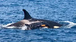 Las orcas ‘gladis’ hunden un nuevo velero en el estrecho de Gibraltar: ya son siete los naufragios desde 2020