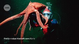 Octopuses used in research could receive same protections as monkeys