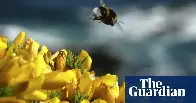 Wildlife experts urge action on pesticides as UK insect populations plummet