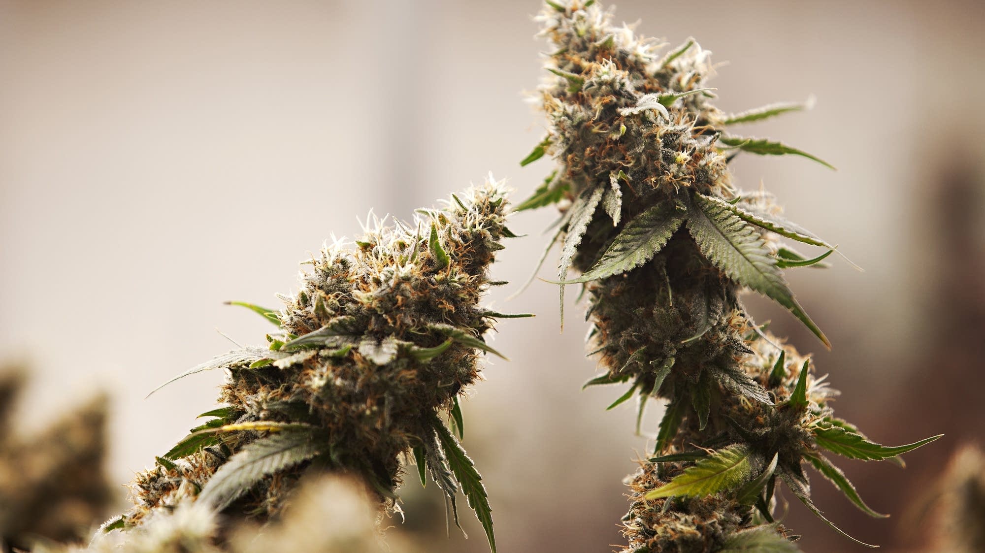 Tribal nations are expanding their footprint in the cannabis industry