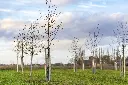 Scientists issue warning against commercial tree-planting schemes: ‘We should shift focus’