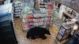 Black bear lumbers in, grabs gummy bears at Lake Cowichan store