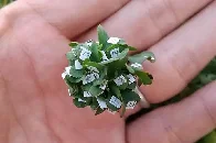 Japanese man grows extra-lucky 63-leaf clover