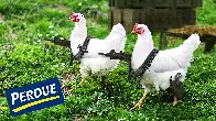 Perdue Announces Initiative To Even The Playing Field By Giving Chickens Guns