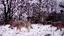 Chernobyl's mutant wolves appear to have developed resistance to cancer, study finds