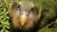 A flightless parrot is returning to mainland New Zealand after a 40-year absence