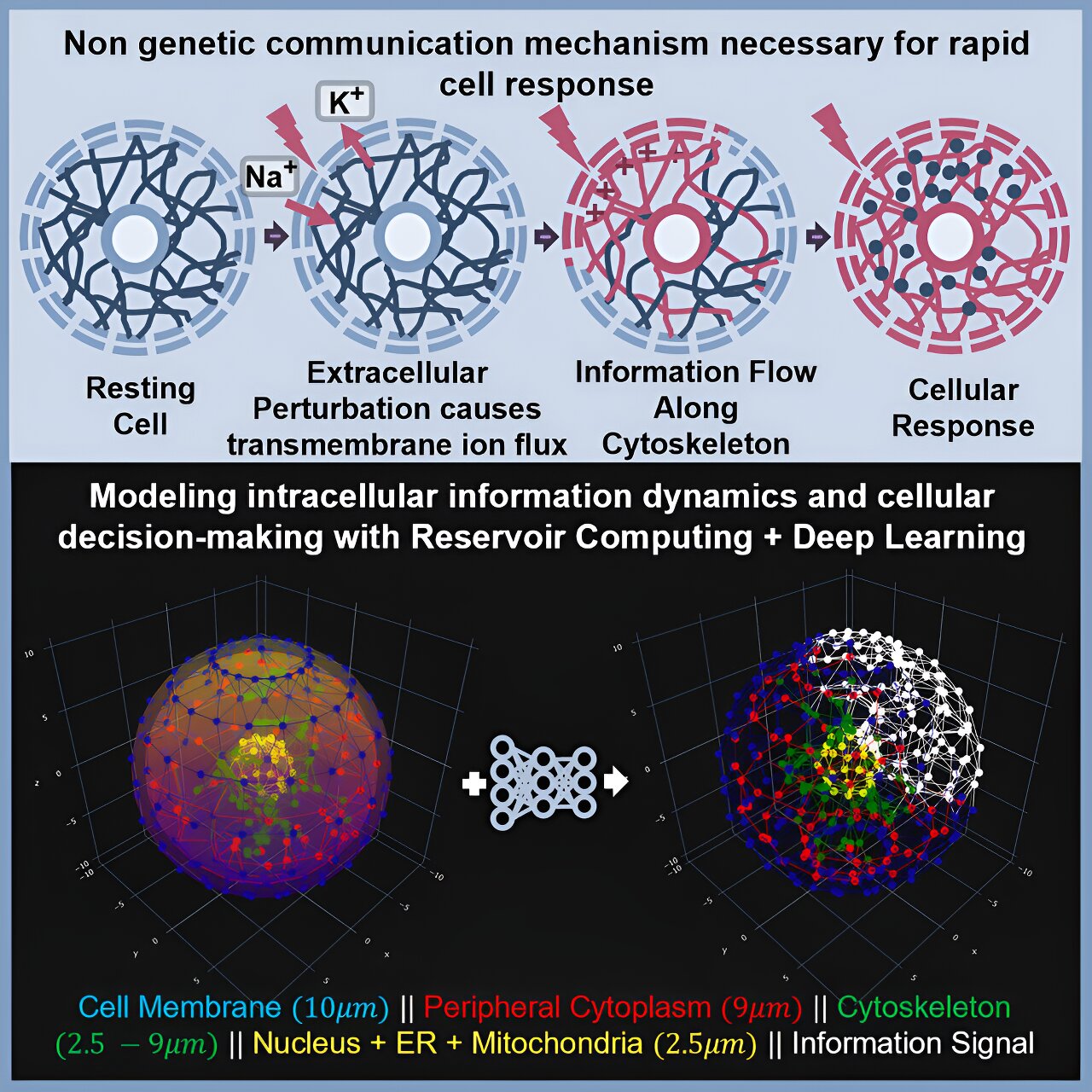 Study suggests that cells possess a hidden communication system